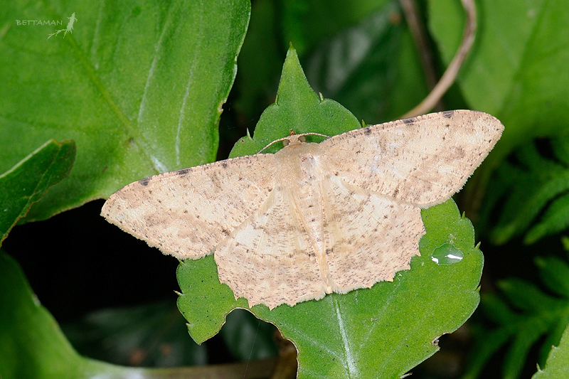物種:Luxiaria costinota 攝影:吳士緯